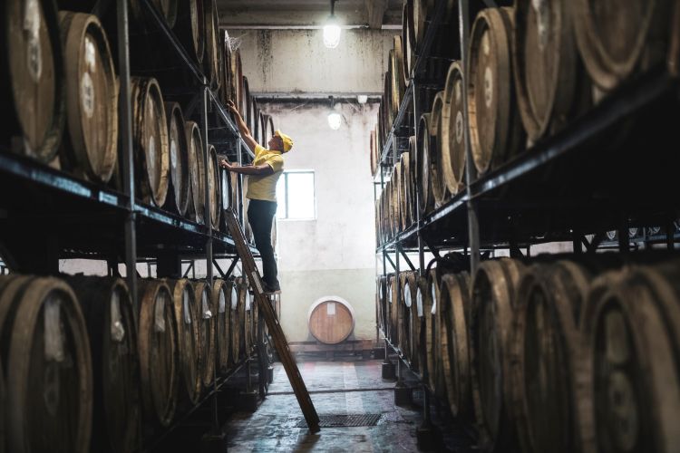 man checking fermenting wine barrels